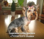Любые стрижки собак и кошек,  выезд мастера на дом по Санкт-Петербургу.